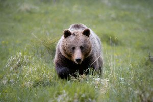 Túlszaporodtak a medvék Szlovákiában?