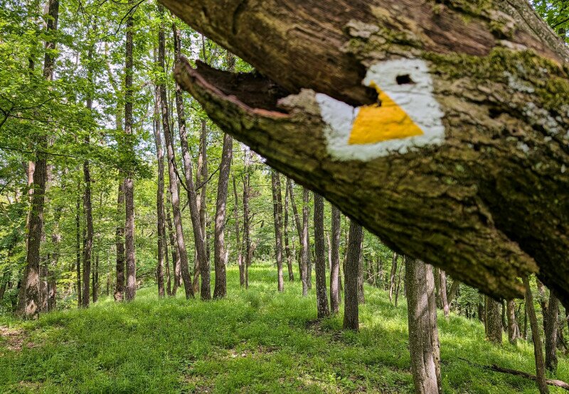 Túra a Börzsöny S jelzésű turistaútján