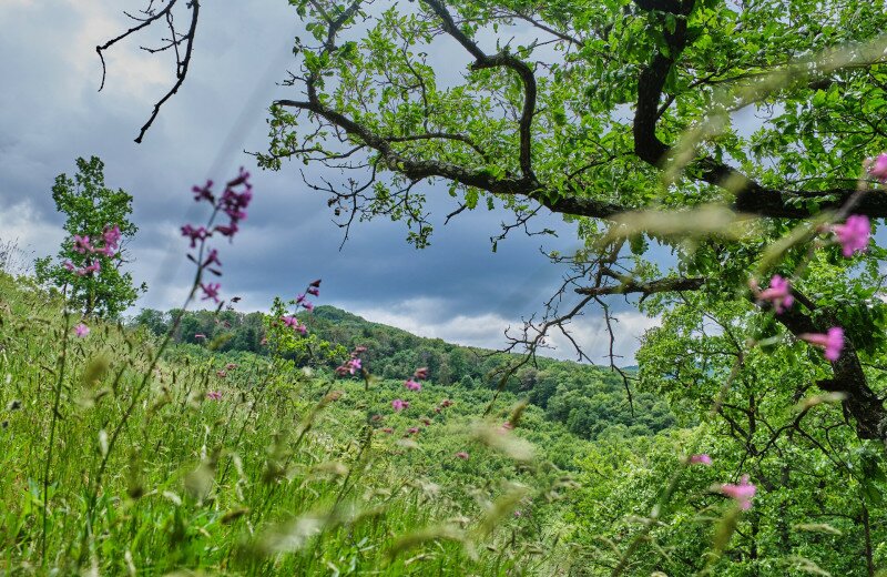 Túra a Börzsöny S jelzésű turistaútján