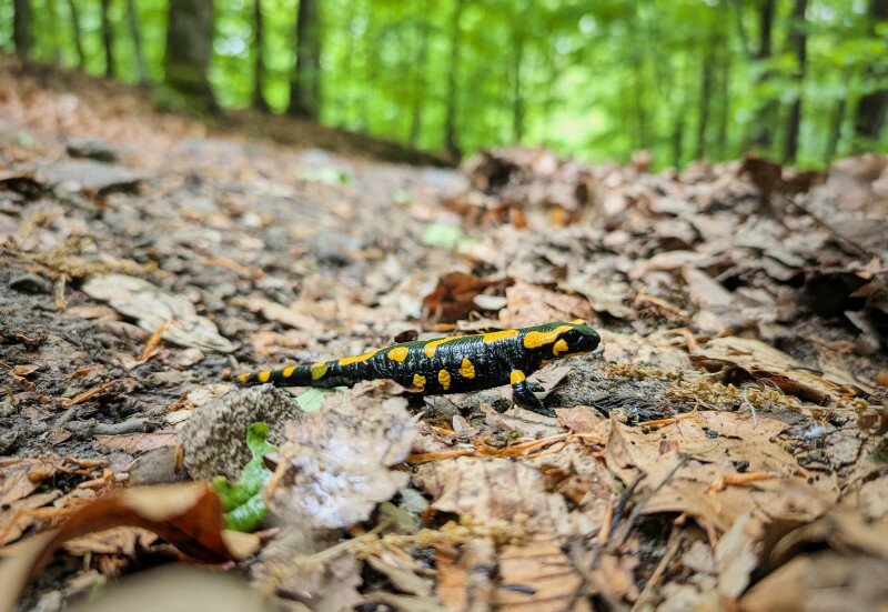 Túra a Börzsöny S jelzésű turistaútján