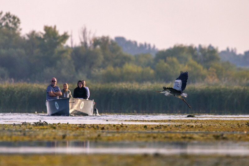 Túrahajó és szürkegém a Tisza-tavon