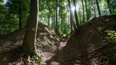 Túrák a leghűvösebb erdőkben
