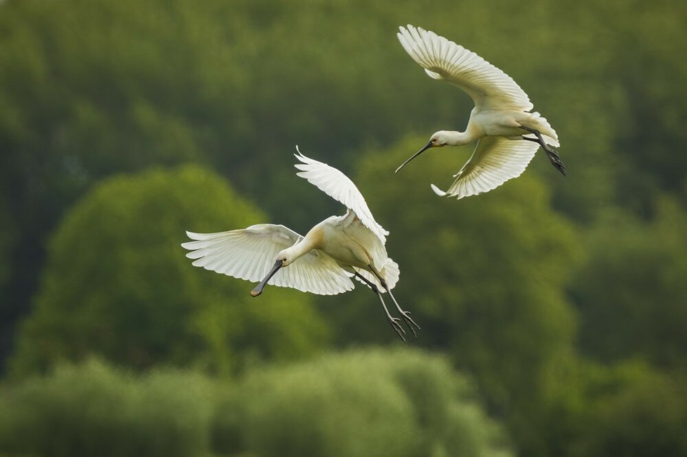 Two Eurasian Spoonbills come in for a landing. Green background.