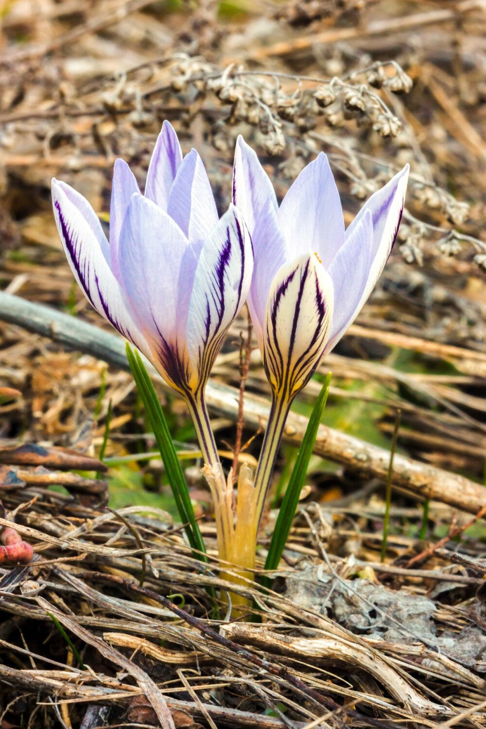 Two spring wild flowers Crocus reticulatus among dry last year grasses at the meadow.