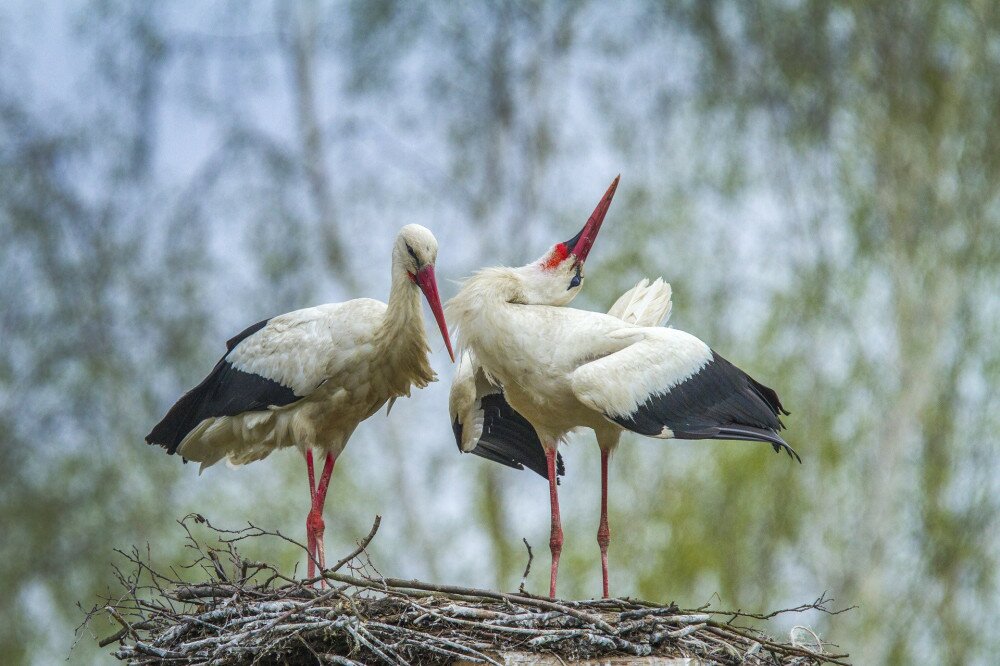 two white stork, Ciconia ciconia, building on a nest