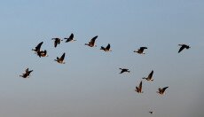 Újdonságokkal készülnek a jubileumi Vadlúd Sokadalomra