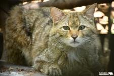 Újra a vadonban Merlin, az elárvult vadmacska