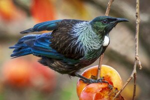 Új-Zéland madarai tobzódnak a COVID–19-járvány idején