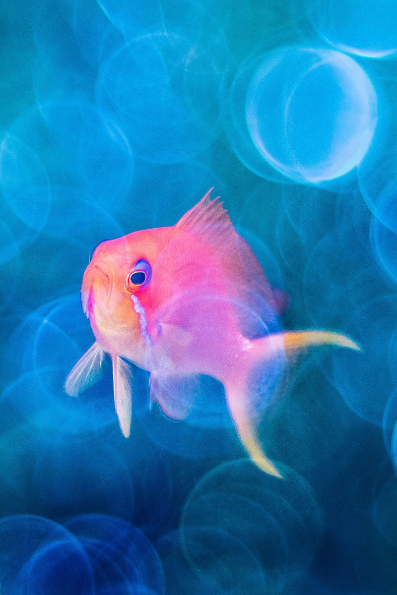Underwater-Finalist-Catherine-Holmes-Bokeh-Anthia-CUPOTY
