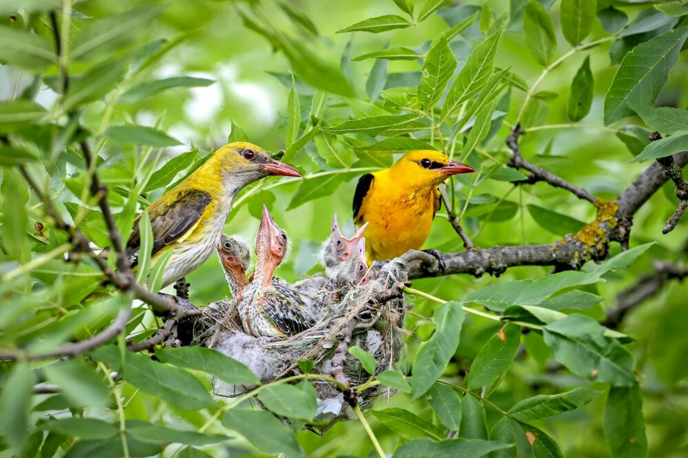 Unique shots of feeding chicks by both parents Oriole simultaneously. Male and female close up.