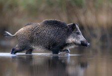 Vaddisznók is strandolnak a Balatonban