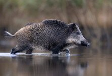 Vaddisznók is strandolnak a Balatonban