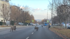 Vaddisznók szaladgáltak Gazdagréten