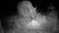 Vadkamera előtt legelt a Fogarasi-havasok titokzatos lakója