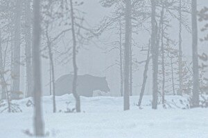 Vadkamera kapott le egy medvét Nógrádban