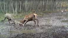 Vadkamera kapta lencsevégre a hadakozó szarvasbikákat