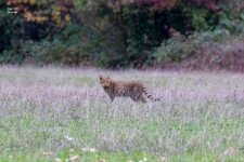 Vadmacskát kapták lencsevégre Tapolca mellett