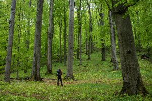 Vadregényes hazai erdők – Galéria