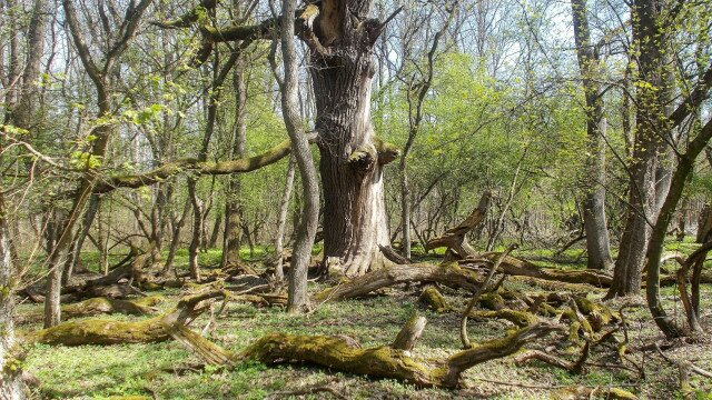 Vadregényes őstölgyes a román határon: a Mályvádi-erdő