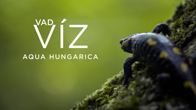 VAD VÍZ: AQUA HUNGARICA | Magyar természetfilm, 2021