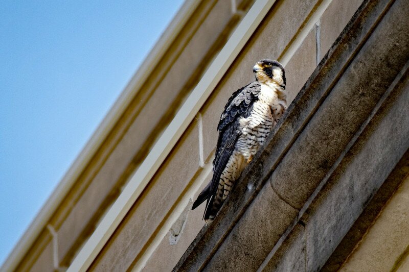 vandorsolyom FOTO Adobe Stock