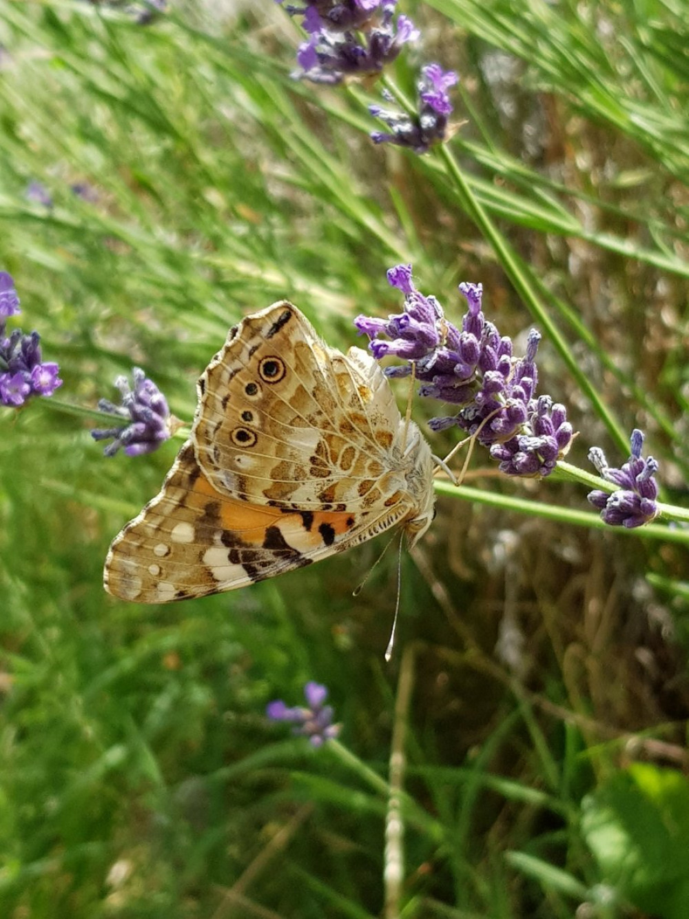 vanessa-cardui-20210626-szarvas-belter