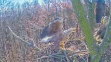 Váratlan látogatók a sasfészeknél – videó