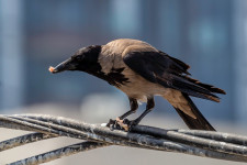 Városi varjak – problémás szomszédok magas IQ-val