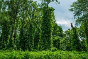 Védett erdők Magyarországon