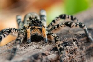 Védett pókok okoztak riadalmat Tarnazsadányban