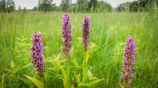 Védetté nyilvánították a Csongrád melletti hatalmas orchideamezőt
