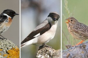 Végre lehet szavazni, melyik faj legyen 2021-ben az év madara