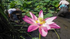 Veszélyes szépség a Mártélyi Holt-Tiszán