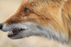 Veszett rókát találtak Bekecsen