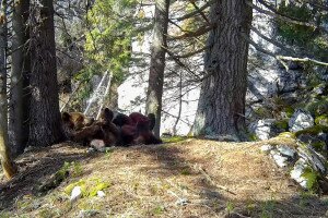 Videó: A medvebocsok reggelije