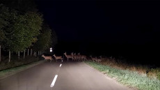 Videó: Így még nem láttunk szarvasrudlit