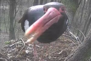 Videó: Már építi a fészket a gemenci fekete gólya