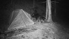 Videó: Mit csinál a medve a sátorral, ha kajaszagot érez?