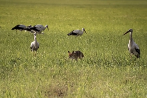 Videó: Nincs esélye a rókának a gólyacsapattal szemben
