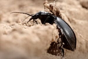 Videón a Gönyűi-homokvidék bogarai