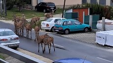 Videón, ahogy szarvasok flangálnak Balatonboglár utcáin