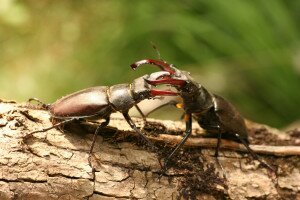 Videón lesheted meg az ádáz szarvasbogárbunyót