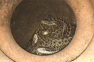 Videón leshetsz be a kígyók téli hálószobájába