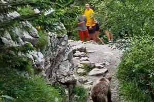 Videó: Turisták találkozása egy medvével