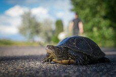 Vigyázz a közlekedő teknősökre!