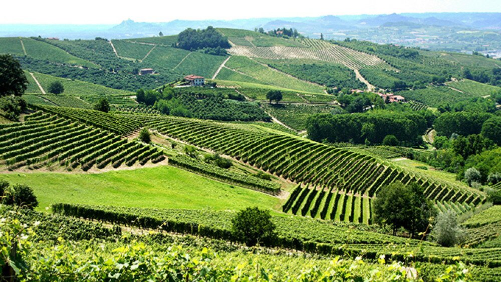 vineyards_in_piemonte__italy(1).jpg