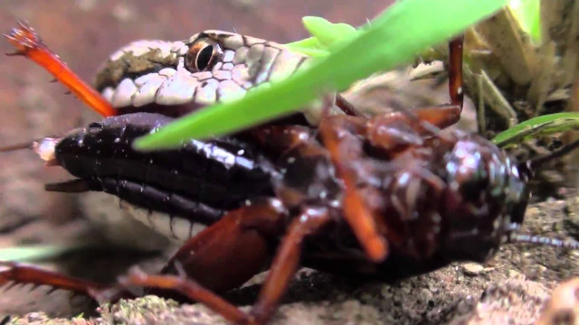 VIPERA LIFE - egy kígyó élete