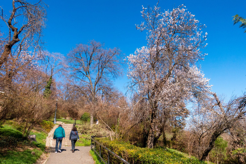 Virágzó mandulafák a Gellért-hegyen