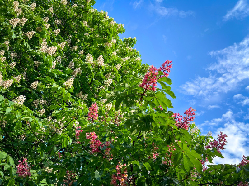 Virágzó vadgesztenyefák