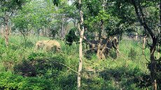 Visszatért a nepáli gyilkos elefánt